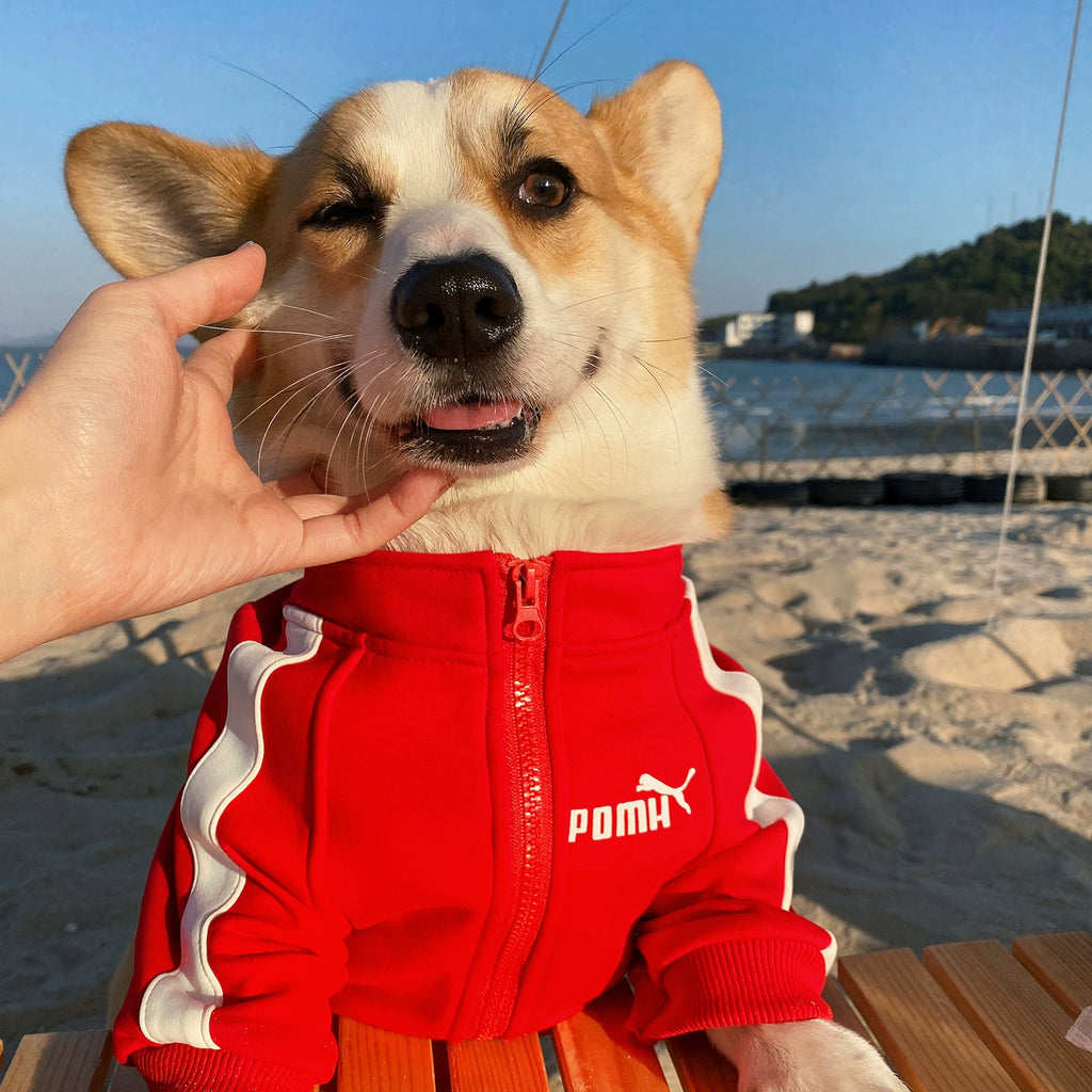 Small Dog Warm Hoodie - Autumn Winter Clothing