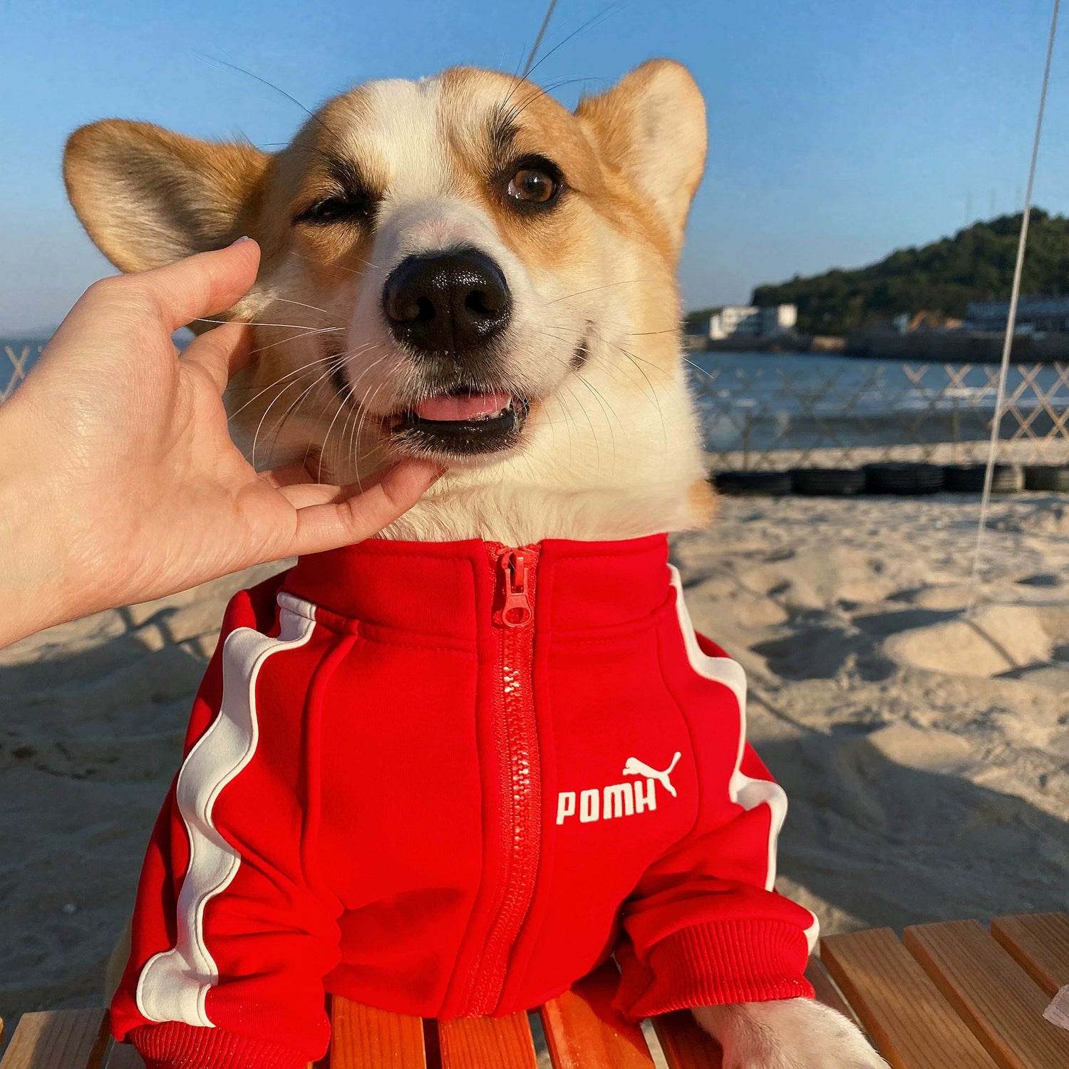 Small Dog Warm Hoodie - Autumn Winter Clothing