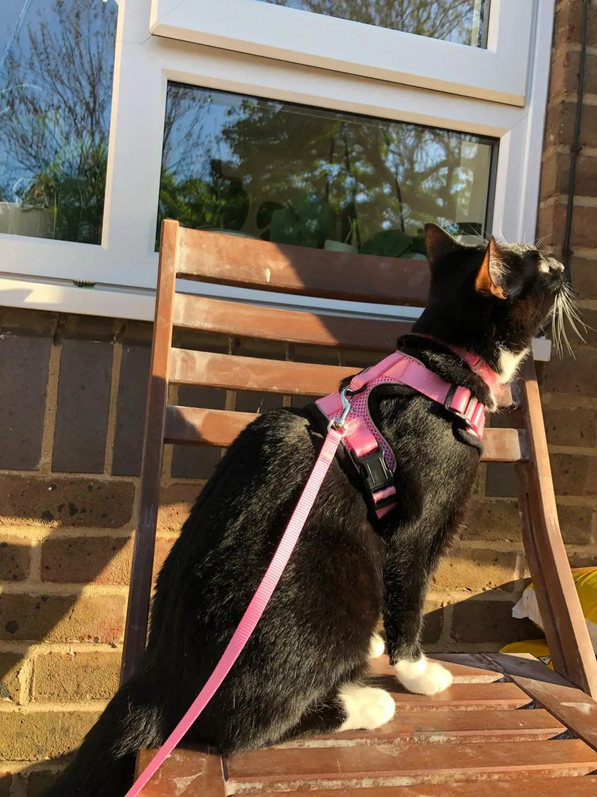 Escape-Proof Cat Harness & Leash Set - Breathable Vest with Reflective Strips