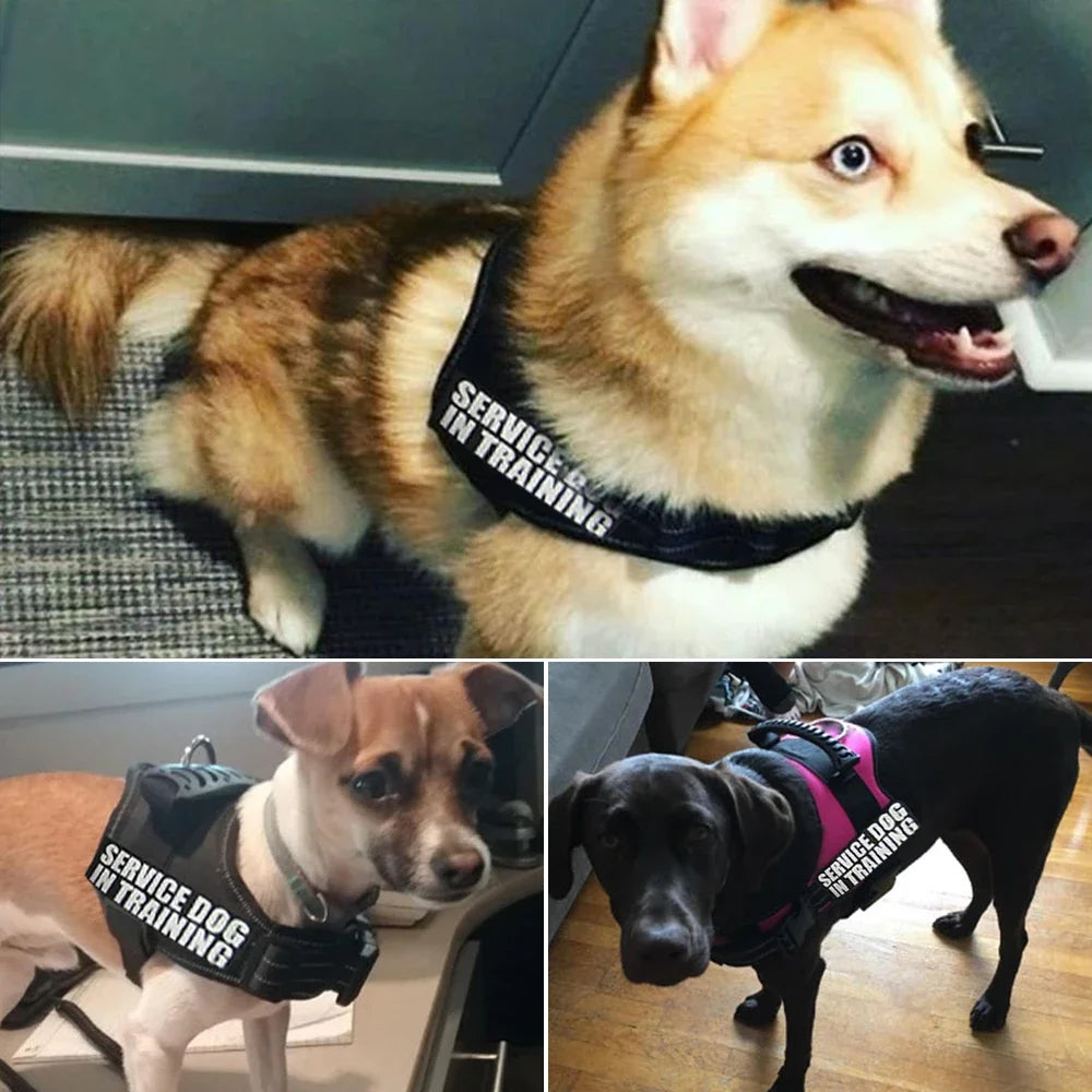 Adjustable Nylon Dog Harness with Custom ID