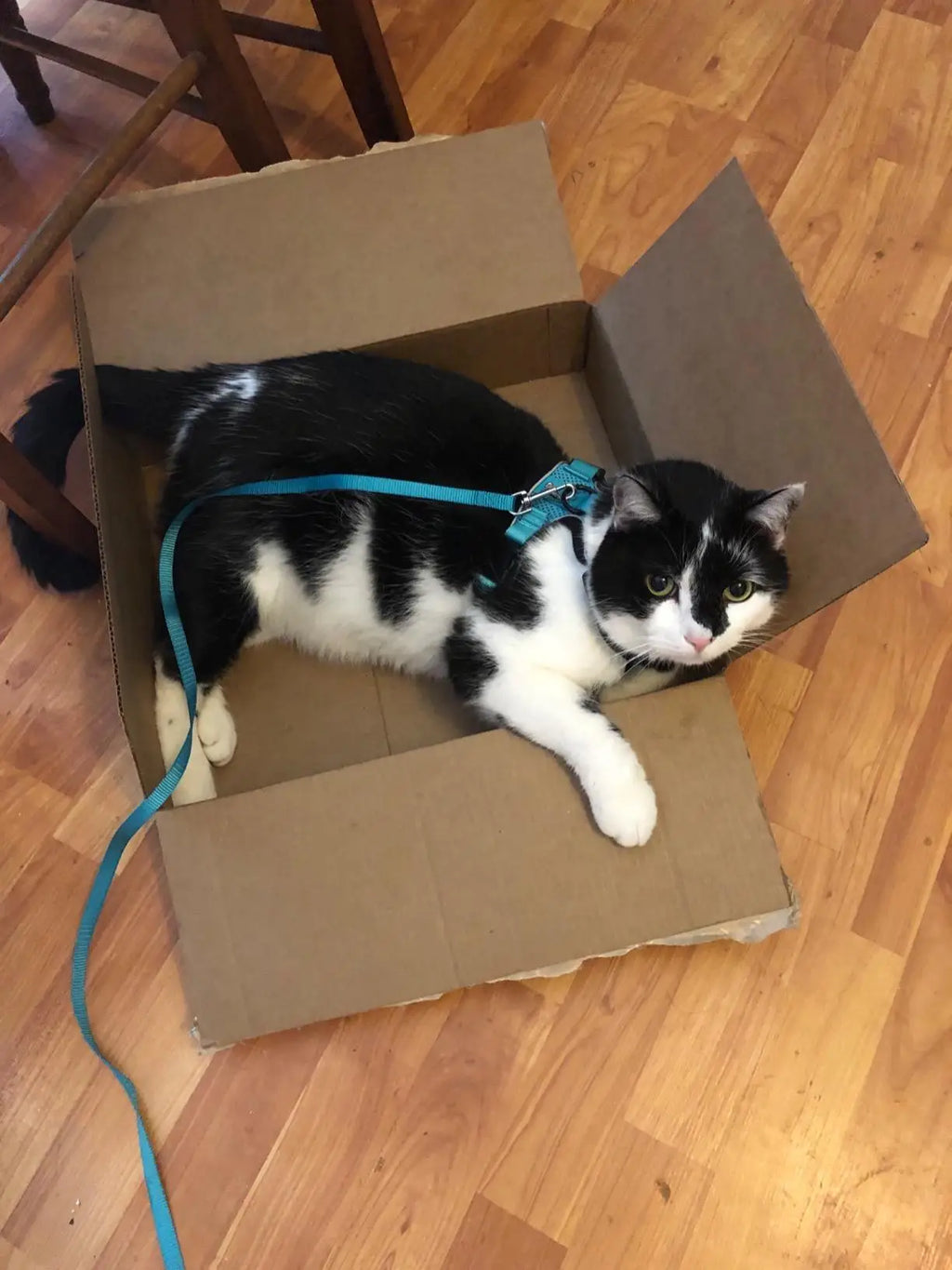Escape-Proof Cat Harness & Leash Set - Breathable Vest with Reflective Strips