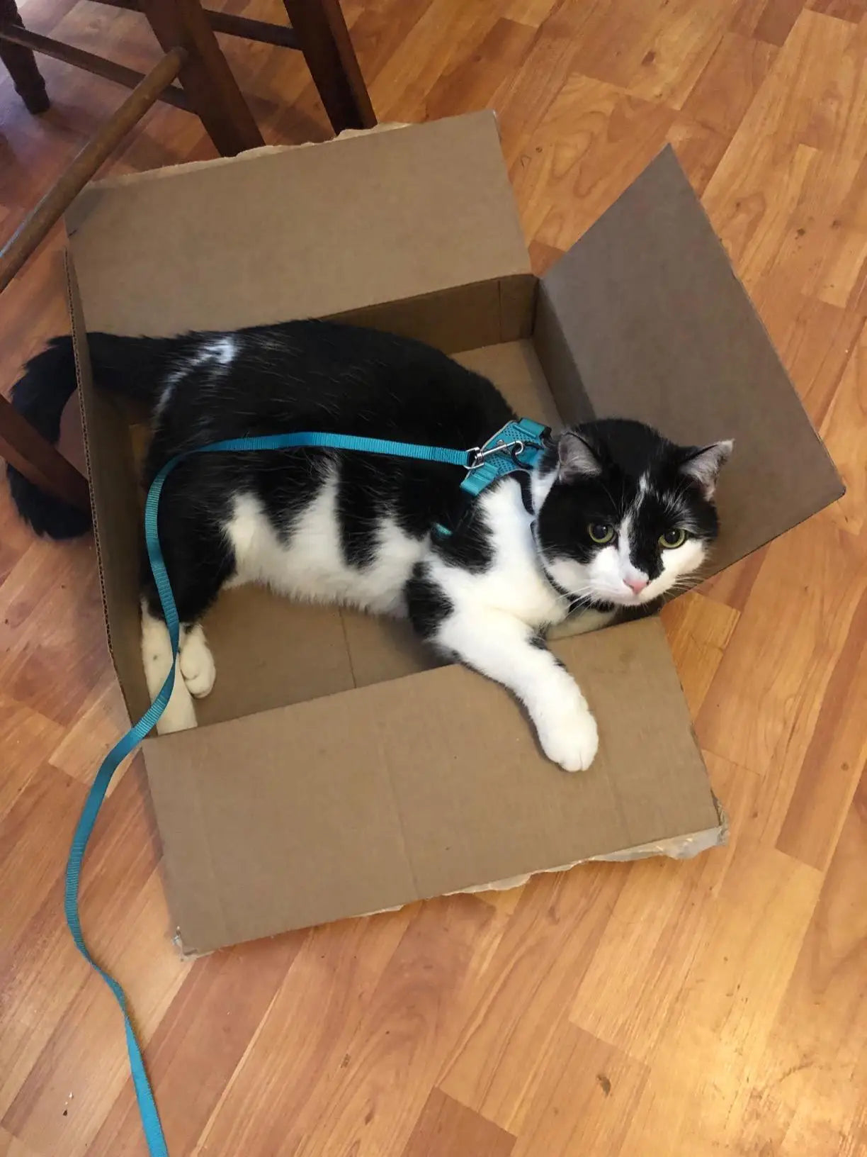 Escape-Proof Cat Harness & Leash Set - Breathable Vest with Reflective Strips