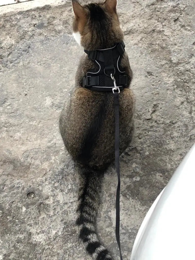 Escape-Proof Cat Harness & Leash Set - Breathable Vest with Reflective Strips
