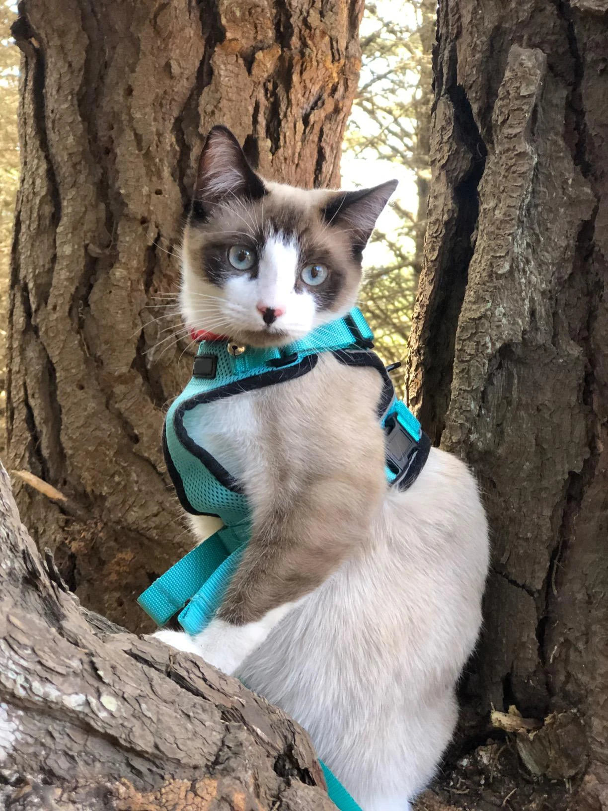 Escape-Proof Cat Harness & Leash Set - Breathable Vest with Reflective Strips