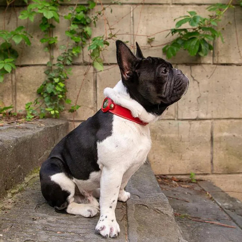 Premium Leather Dog Collar with AirTag Holder - Anti-Lost Pet Tracking